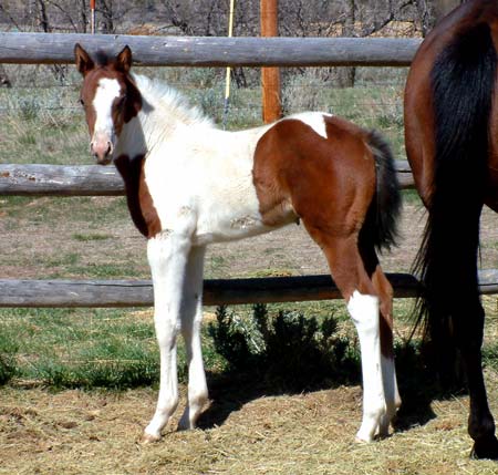 Looks Like Money, daughter of My Indian Money