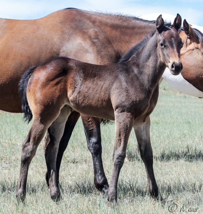 Firewaterontherocks granddaughter for sale