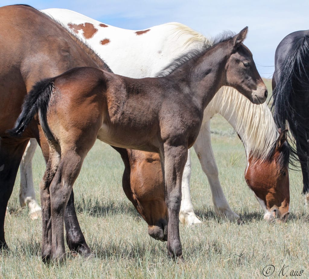 Firewaterontherocks granddaughter for sale