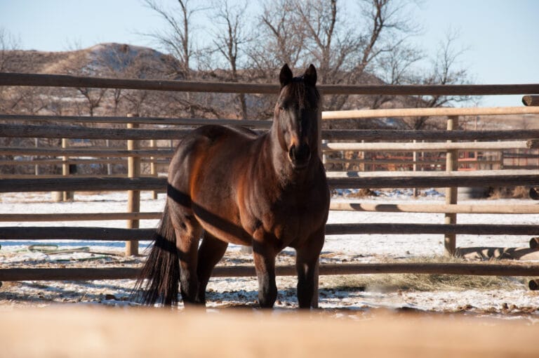 CCs Last Warrior - stallion son of Dash For Perks and Charmin Cherokee