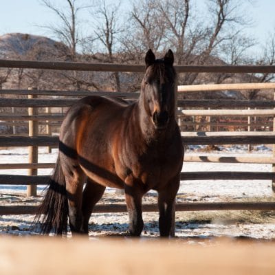CCs Last Warrior - stallion son of Dash For Perks and Charmin Cherokee