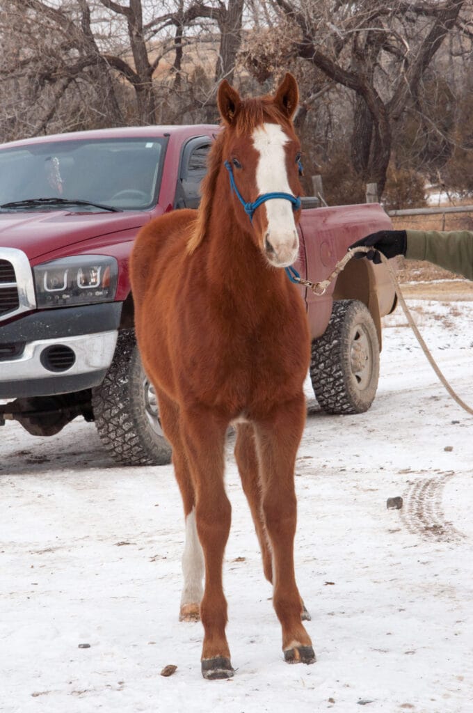 Sporthorse prospect - grandson of Seattle Slew.