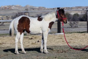 Barrel prospect for sale!