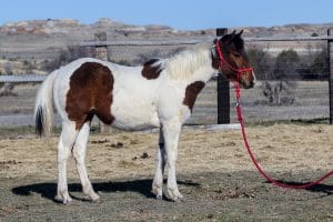 Barrel prospect for sale!