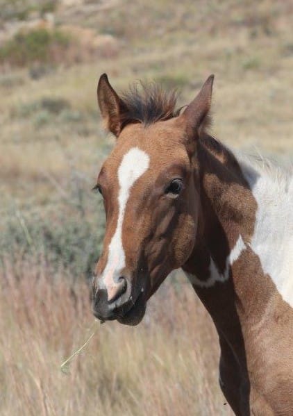 Paint filly learning to eat alfalfa