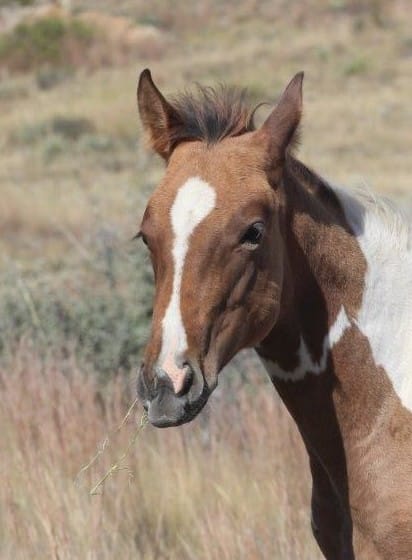 Paint filly learning to eat alfalfa