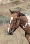 Paint filly learning to eat alfalfa