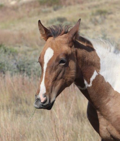 Paint filly learning to eat alfalfa