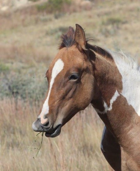 Paint filly learning to eat alfalfa