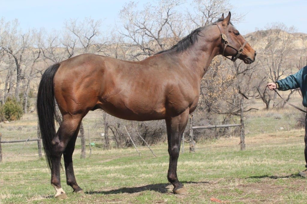 Golden Slew - Thoroughbred Stallion - Own Son of Seattle Slew