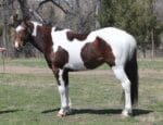 Pay N Possumjet - Paint colt for sale
