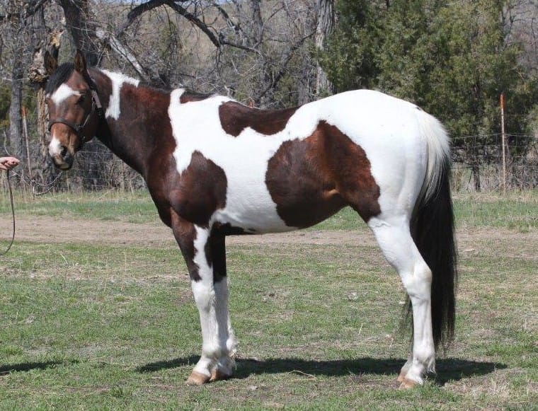 Pay N Possumjet - Paint colt for sale