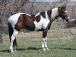 Pay N Possumjet - Paint colt for sale