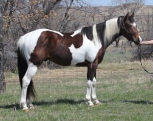 Pay N Possumjet - Paint colt for sale