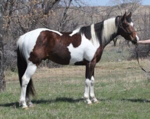 2011 Colt by My Indian Money and out of One Slick Possum Pay N Possumjet - Paint colt for sale