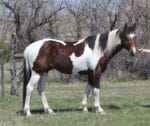 Pay N Possumjet - Paint colt for sale