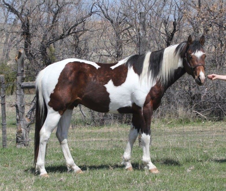 Pay N Possumjet - Paint colt for sale