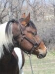 Head shot of Pay N Possumjet