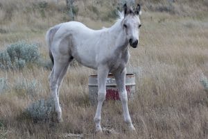 Roping, Mounted Shooting prospect. Dash For Cash, My Indian Money, Basic Black Spruce.