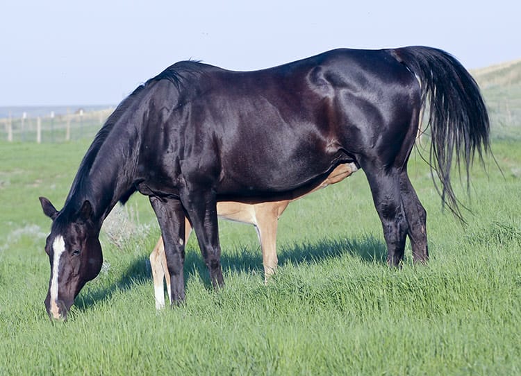 On A High Daughter for Sale