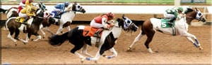 My Indian Money, Paint stallion, winning a race as a two year old.