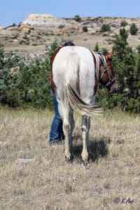 Paint Granddaughter of Dash For Perks for sale