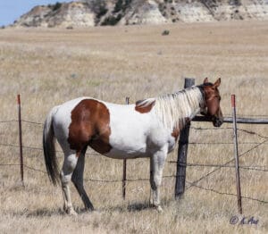 Paint Granddaughter of Dash For Perks for sale