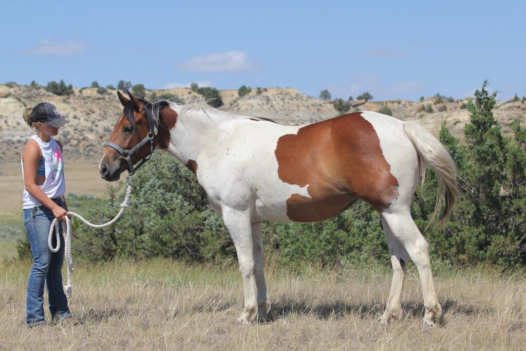 Paint Granddaughter of Dash For Perks for sale