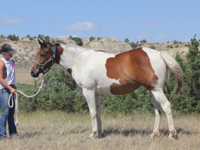 Paint Granddaughter of Dash For Perks for sale