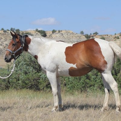 Paint Granddaughter of Dash For Perks for sale