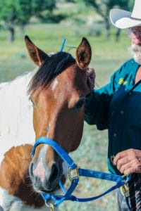 Dash For Perks granddaughter - barrel prospect for sale.