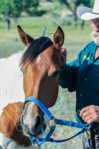 Dash For Perks granddaughter - barrel prospect for sale.