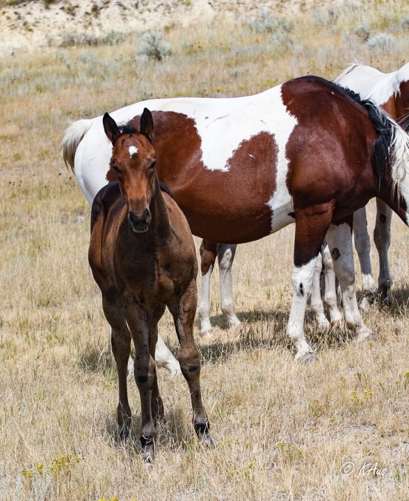 Paint barrel and rope horse prospect