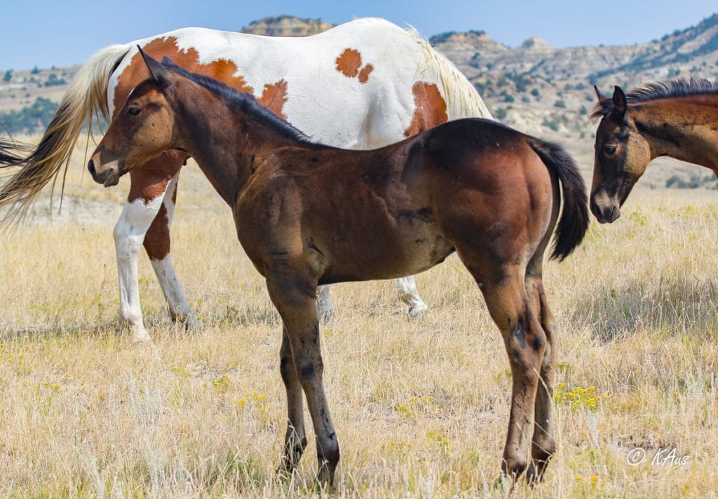 Paint barrel and rope horse prospect