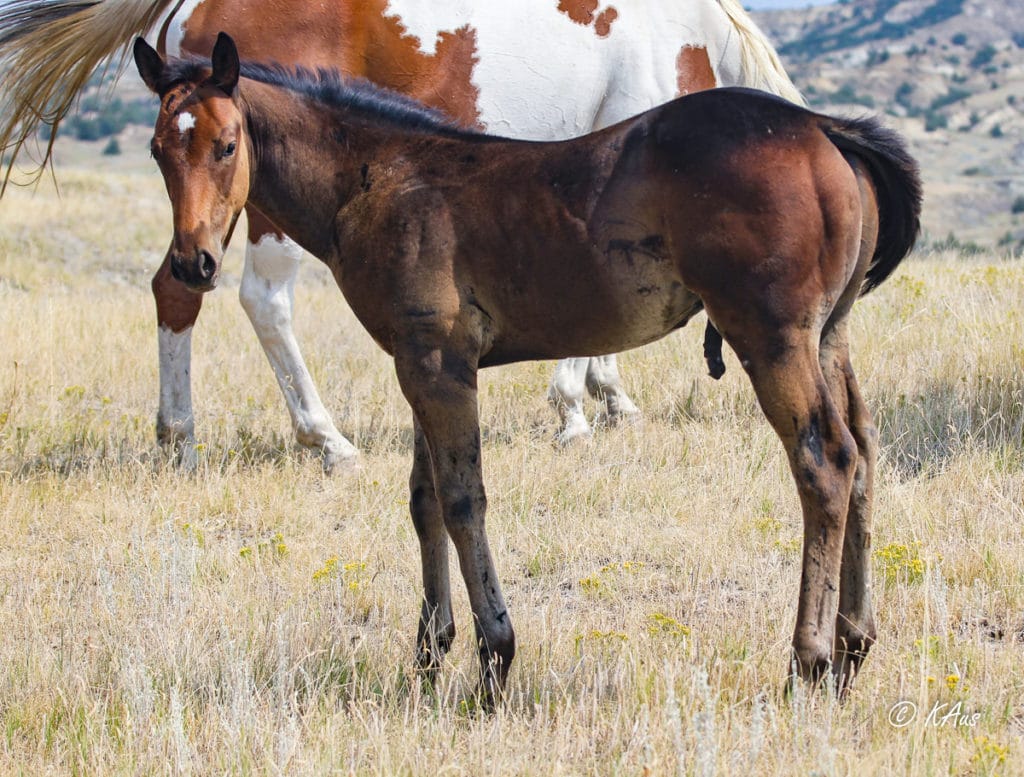 Paint barrel and rope horse prospect