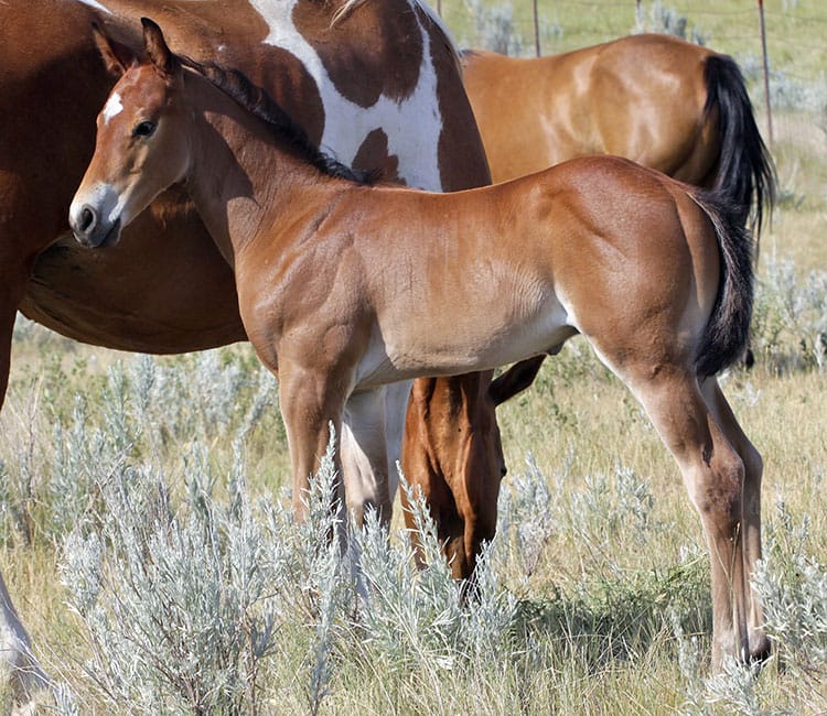 Barrel and Rope Horse Prospect for Sale