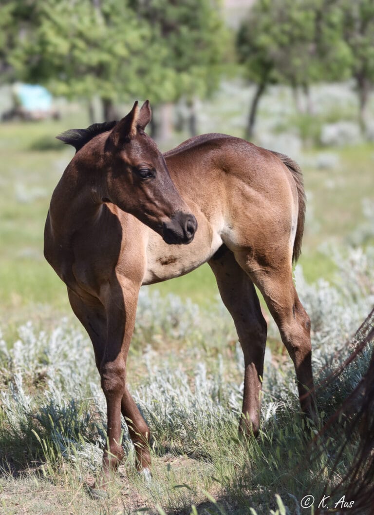 Pretty headed black breakaway, barrel, and rope horse prospect for sale.