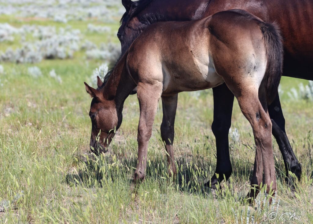 Barrel and rope horse prospect - CCs Last Warrior and Raise Your Glass breeding