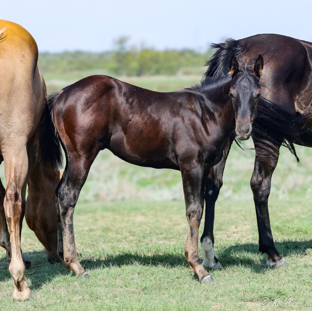 Black rope and barrel horse prospect. 2025 APHA colt by CCs Last Warrior. Standing and looking toward the camera. Dash for Perks, Raise Your Glass, Doc Bar breeding.