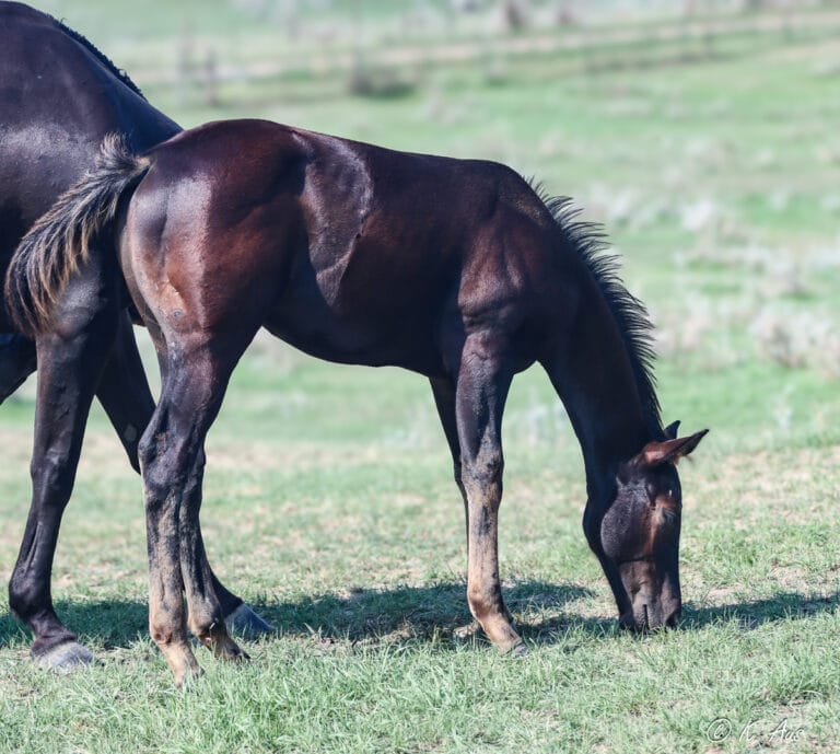 Black rope and barrel horse prospect grazing with his dam. 2025 APHA colt by CCs Last Warrior. Dash for Perks, Raise Your Glass, Doc Bar breeding.
