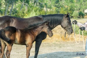 Cow-run cross barrel racing prospect