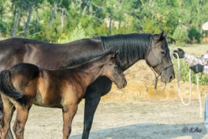 Cow-run cross barrel racing prospect