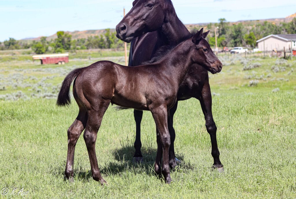 Black APHA barrel and rope horse prospect standing with his dam.