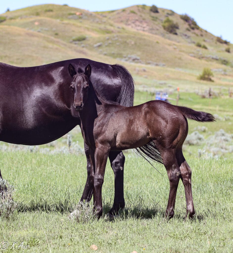 Left side of black solid Paint bred colt