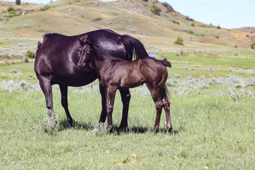 Black AQHA barrel and rope horse prospect