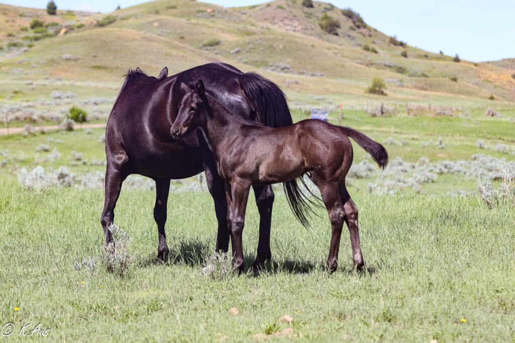 Black AQHA barrel and rope horse prospect