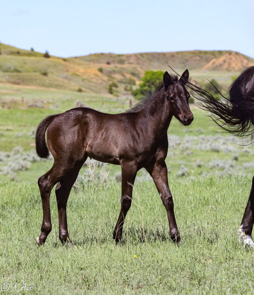 Black AQHA barrel and rope horse prospect walking