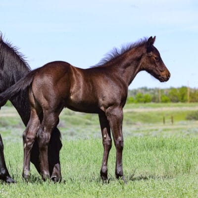 Pretty headed black solid APHA colt - barrel horse and rope horse prospect