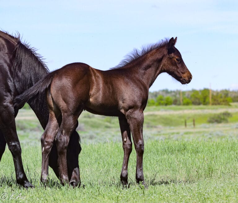 Pretty headed black solid APHA colt - barrel horse and rope horse prospect