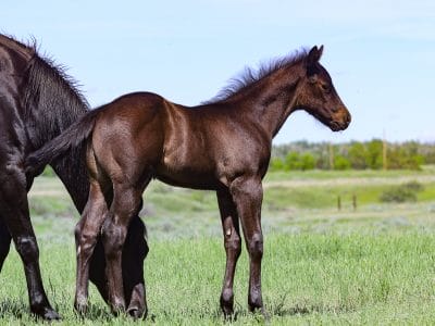 Pretty headed black solid APHA colt - barrel horse and rope horse prospect
